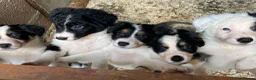 Border Collie dogs for sale: Stunning Border Collie Puppies in Honiton - Advert 5