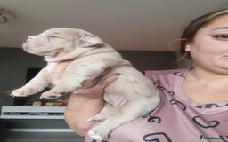 Olde English Bulldogge dogs for sale: Beautiful olde English bulldogs 🩷 - Image 3