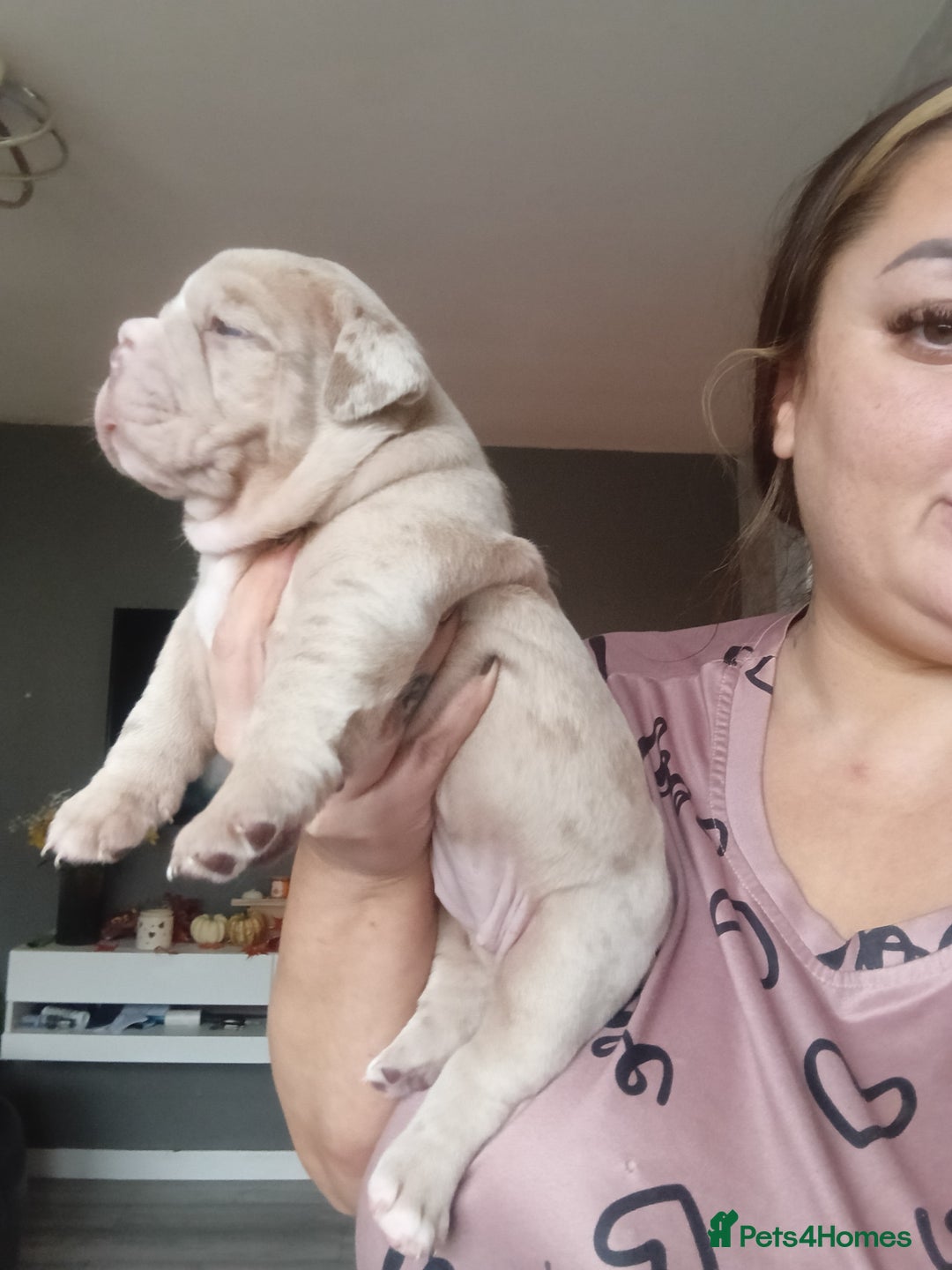 Olde English Bulldogge dogs for sale: Beautiful olde English bulldogs 🩷 - Image 3