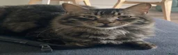 Mixed Breed cats for adoption: Family loving Tiggy is looking for a home - Advert 6