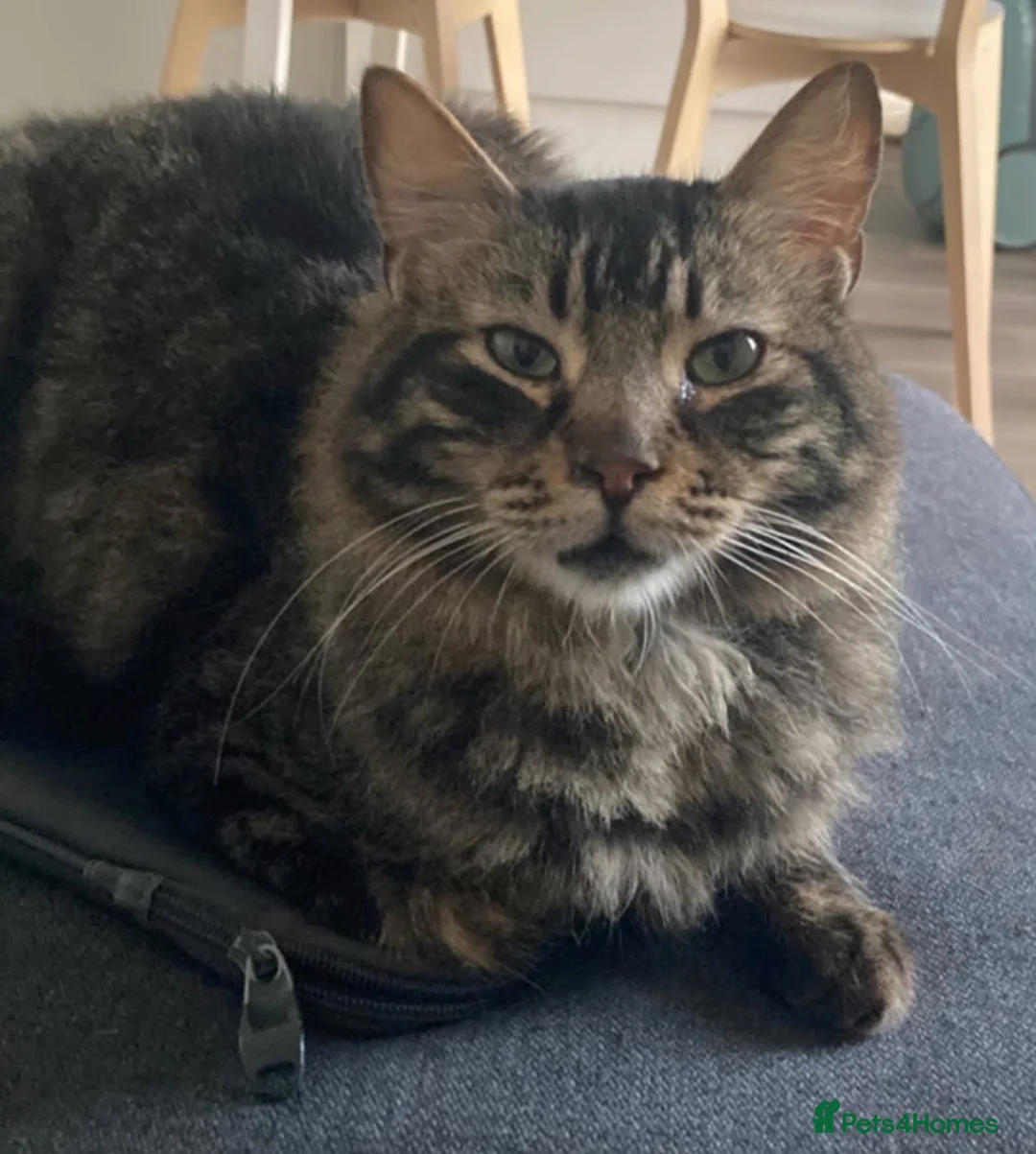 Mixed Breed cats for adoption: Family loving Tiggy is looking for a home - Advert 6