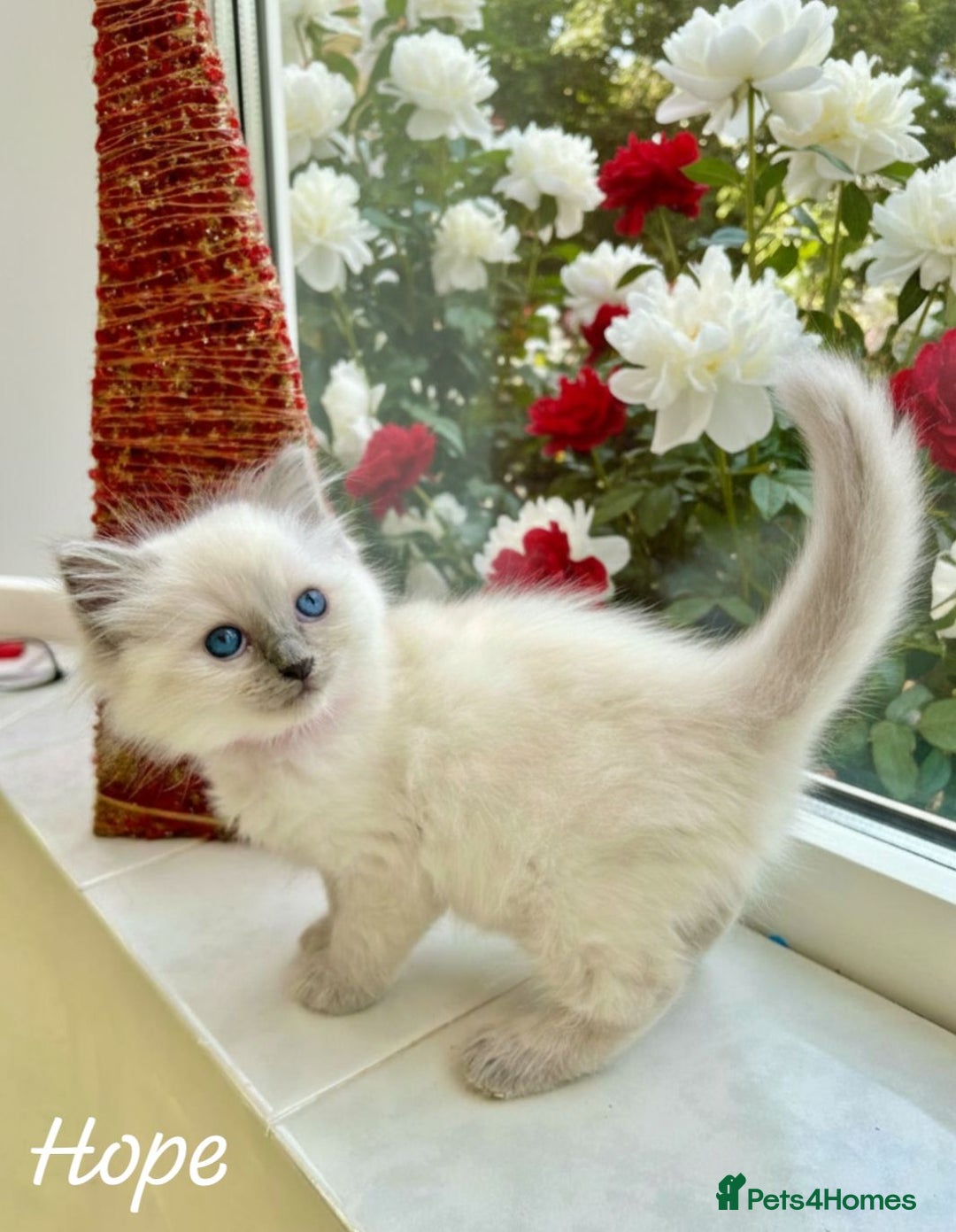Ragdoll cats for sale: Gorgeous Fluffy Ragdoll Kittens  - Advert 15
