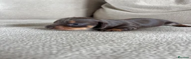 Miniature Dachshund 6