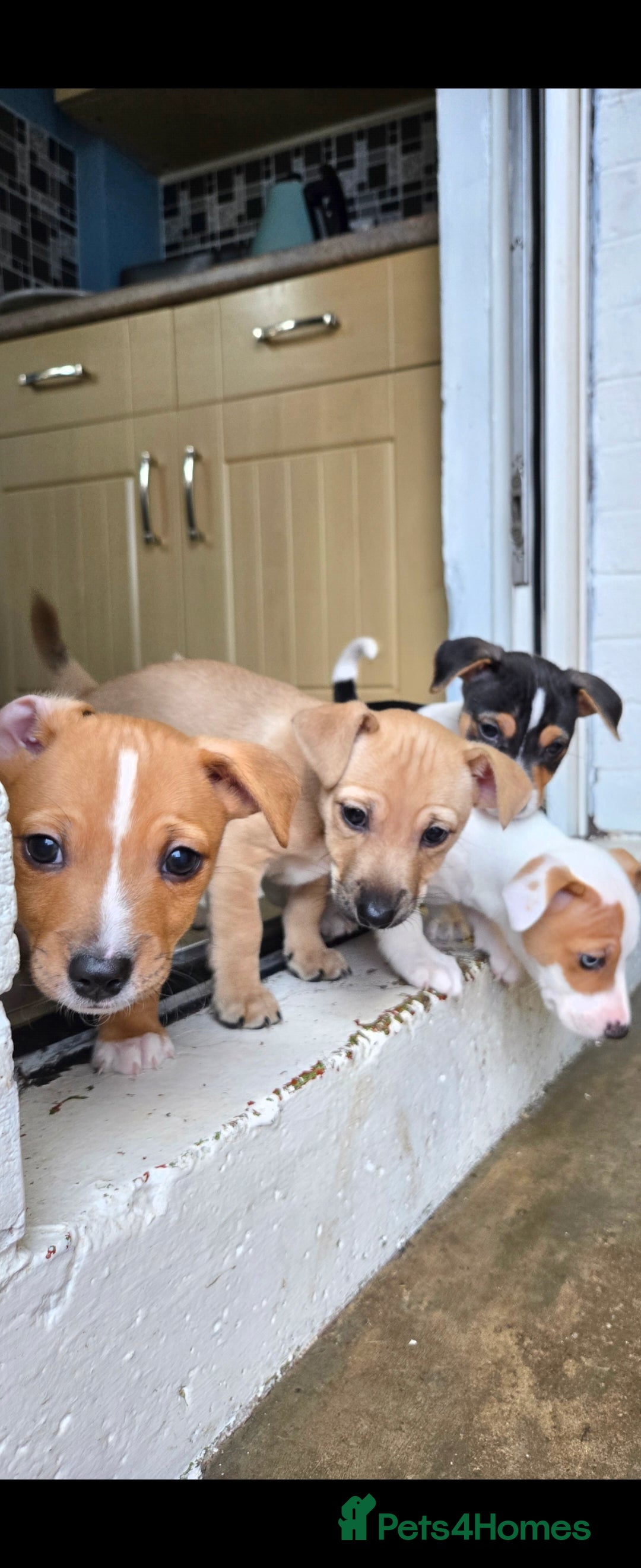 Jack Russell dogs for sale: Jack Russell puppies  - Advert 19