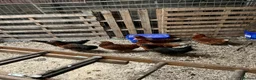 Chickens poultry for sale: 25 week old polHybrids  - Advert 2