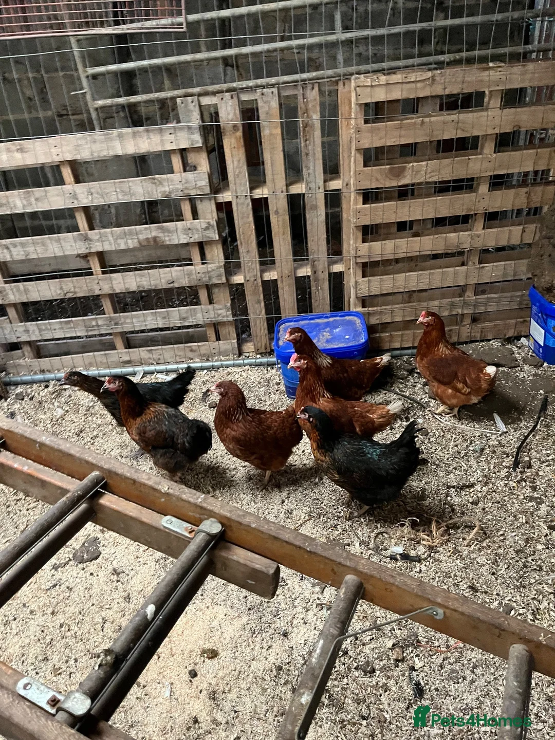 Chickens poultry for sale: 25 week old polHybrids  - Advert 2