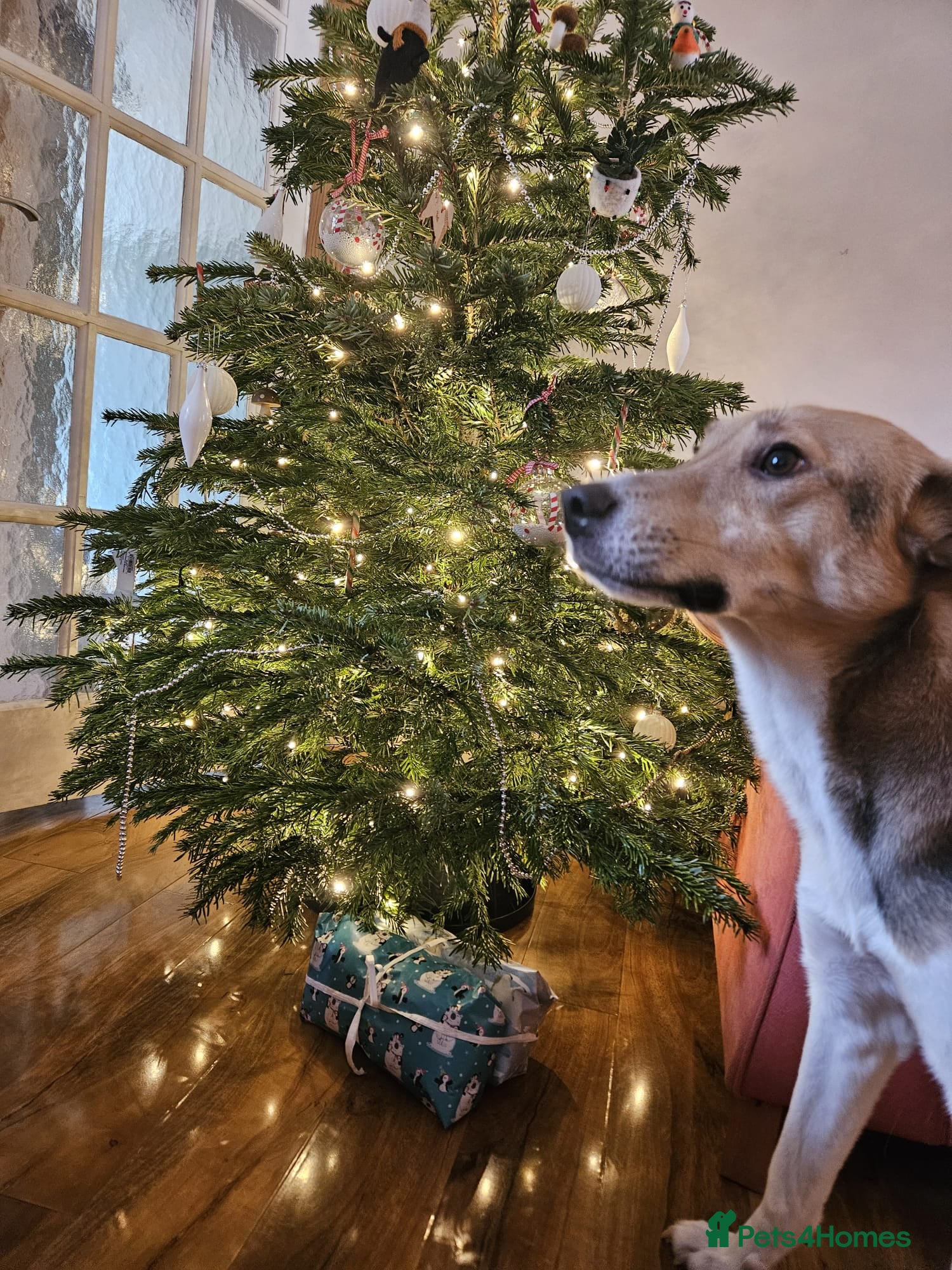 Mixed Breed dogs for adoption: Meet Greisho – the cuddly adventure‑lover in Auchterarder - Advert 15