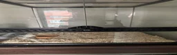 Snake reptiles for sale: Hognose snake + setup in Sunderland - Advert 1