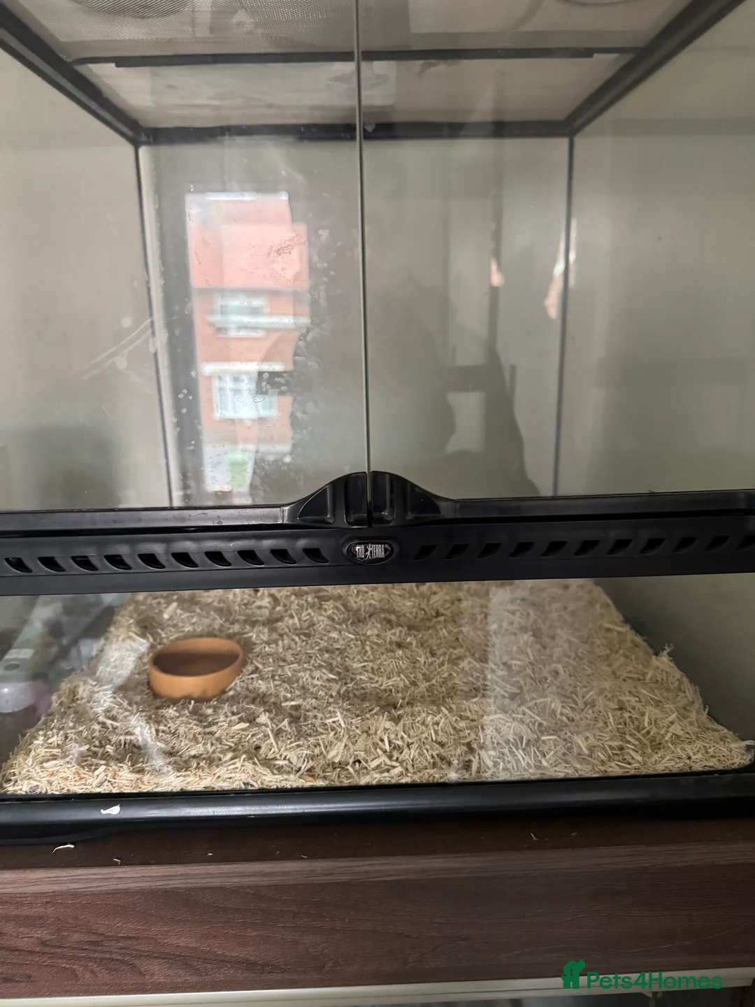Snake reptiles for sale: Hognose snake + setup in Sunderland - Advert 1