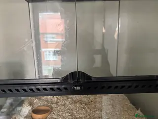 Snake reptiles Hognose snake + setup - Advert 1