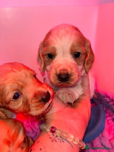 Cocker Spaniel dogs 5⭐️licensed.1 boy left.KC working cocker spaniel - Advert 1
