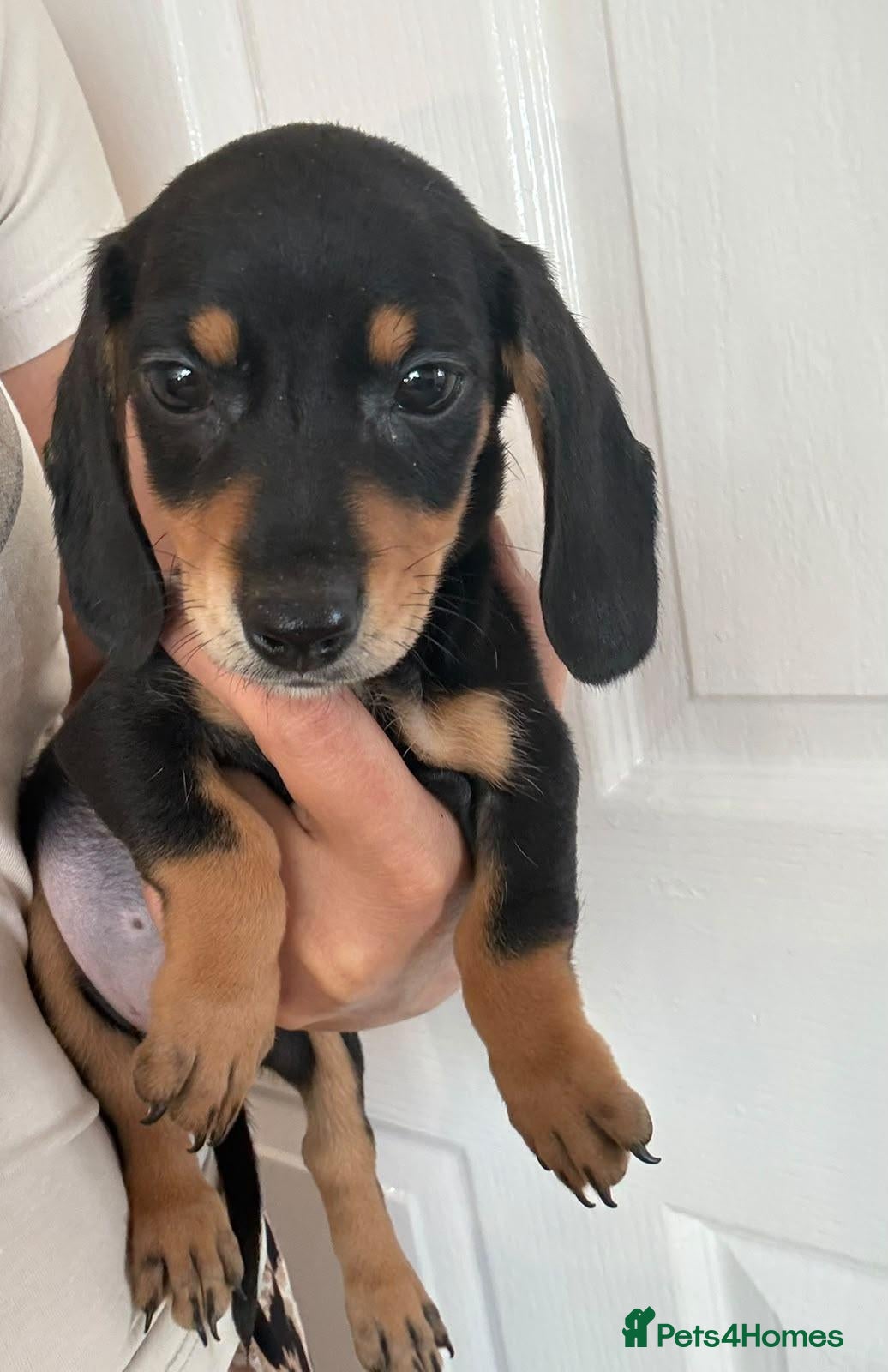 Dachshund dogs Beautiful black and cream puppies available  - Advert 5