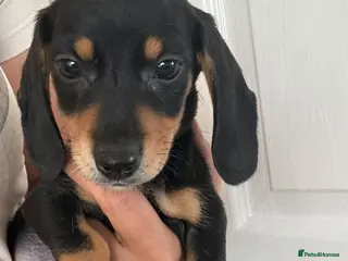 Dachshund dogs Beautiful black and cream puppies available - Advert 5