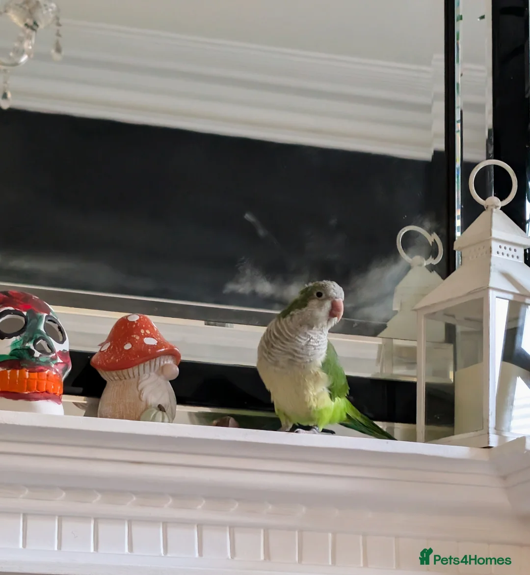 Parrots birds for sale: Quaker parrot 11 months old  in Blackpool - Advert 3