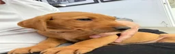 Labrador Retriever dogs for sale: Labrador puppies from a loving family home. - Advert 7