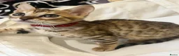 Bengal cats for sale: 🐆 Exceptional F5Bengal Kittens EgyptianBloodline  - Advert 6