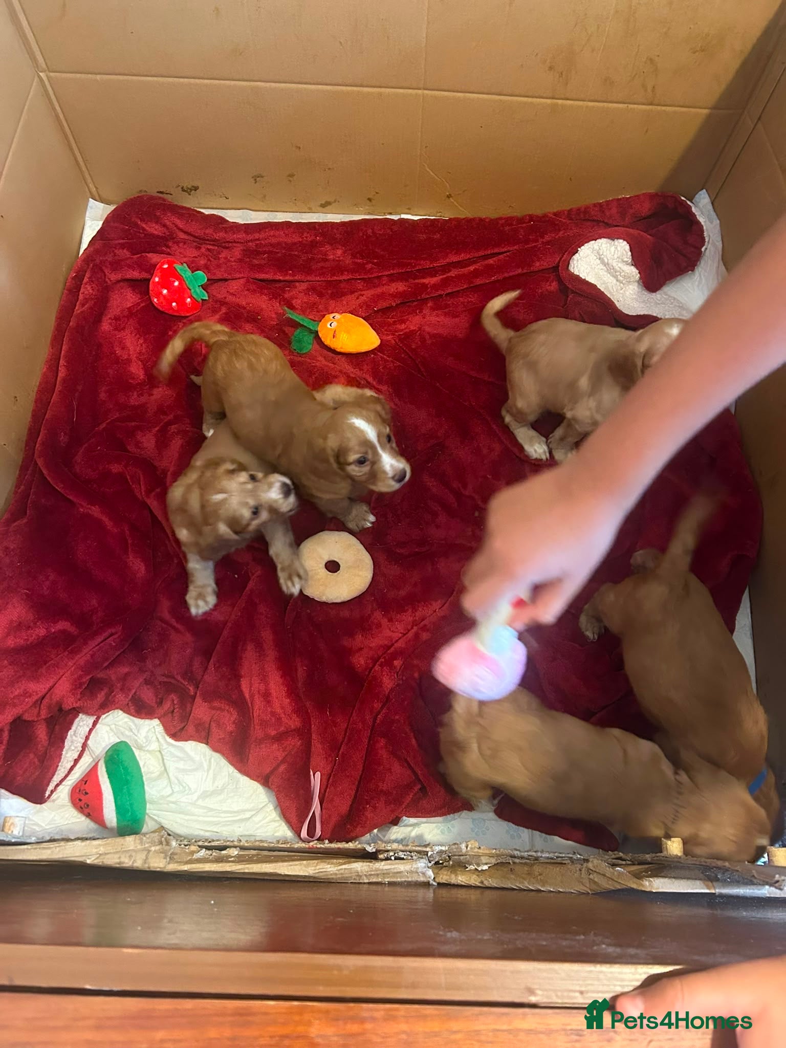 Mixed Breed dogs for sale: Adorable Family Raised Puppies Looking for Homes - Advert 27