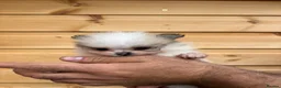 Pomeranian dogs for sale: TINY🏆 Merle & cream Pomeranian 🐾puppy’s   - Advert 9