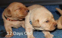 Labrador Retriever dogs for sale: Red Fox Labs : Health Checked-KC Reg-FTCH Pedigree - Image 6
