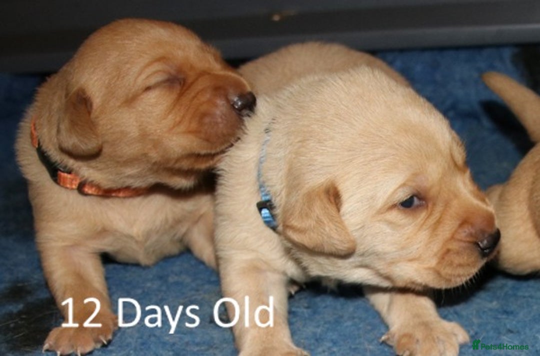 Labrador Retriever dogs for sale: Red Fox Labs : Health Checked-KC Reg-FTCH Pedigree - Image 6