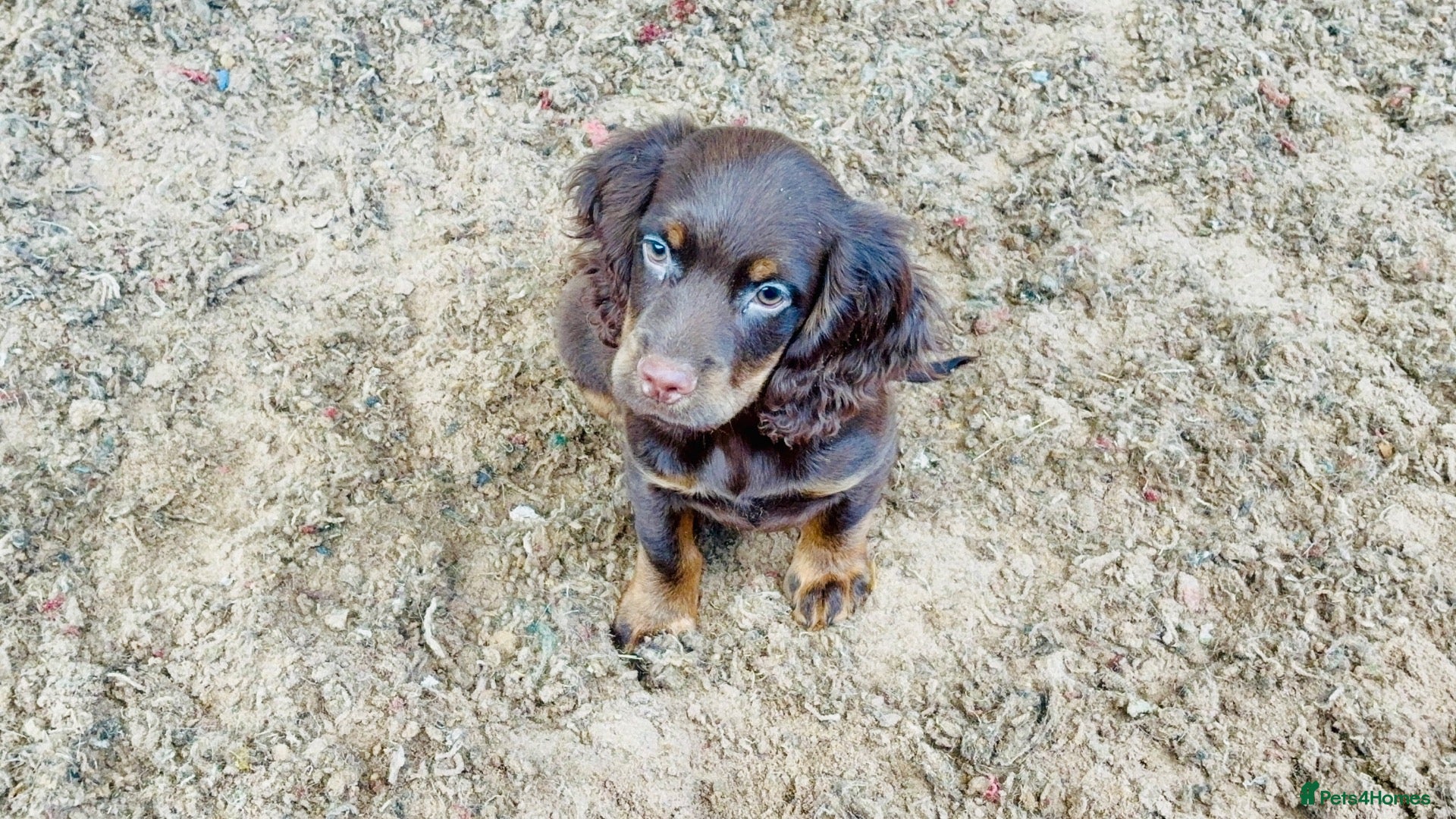 Cocker Spaniel dogs READY NOW Chocolate Cocker Spaniel Pups - Advert 2