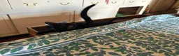Savannah cats for sale: SavannahX GORGEOUS kittens  - Advert 11