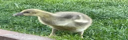 Geese poultry for sale: 2 Goslings - Advert 4