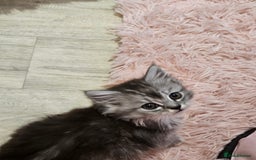Mixed Breed cats for sale: Persian Chinchilla Cross Kittens - Image 22
