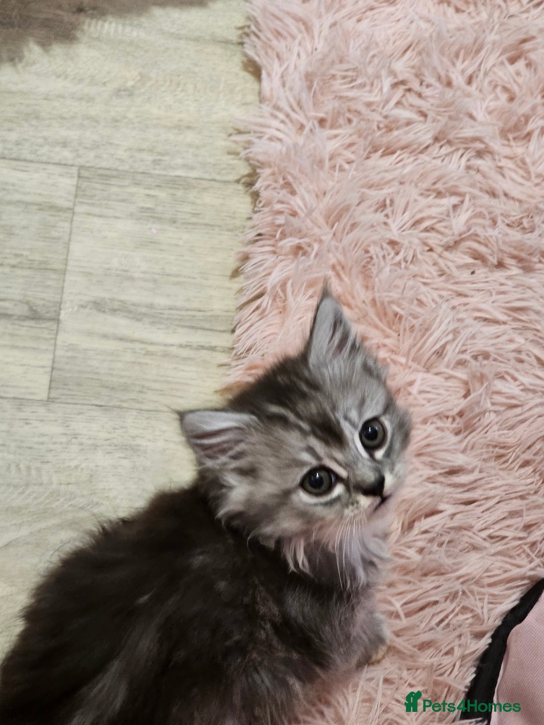 Mixed Breed cats for sale: Persian Chinchilla Cross Kittens - Image 22