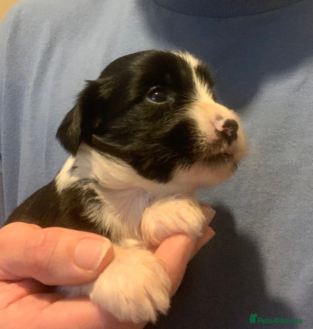 Tibetan Terrier dogs for sale: Lovely Litter of KC Reg Tibetan Terrier puppies  - Advert 3