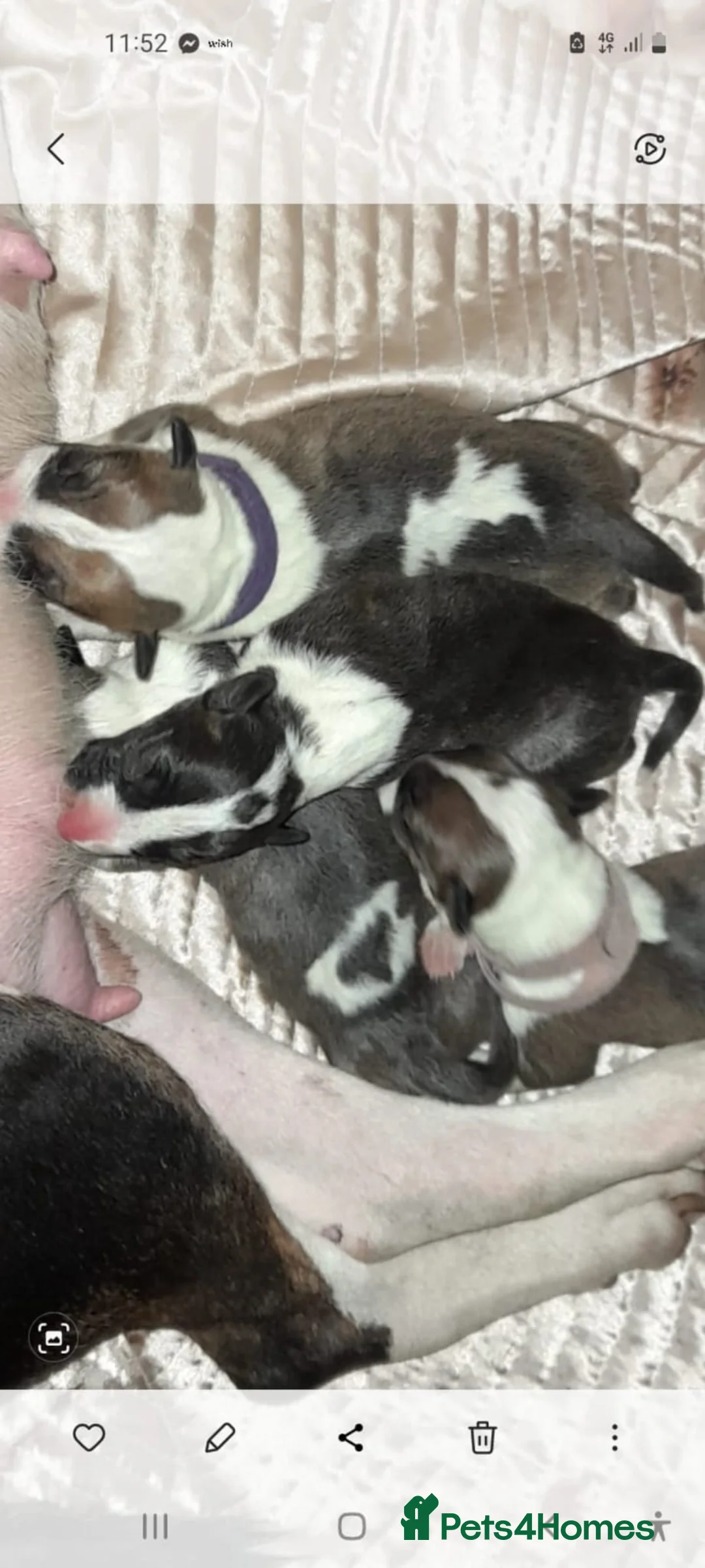 English Bull Terrier dogs for stud: Quality and proven english bull terrier for stud in Preston - Advert 10