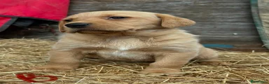 Labrador Retriever 3