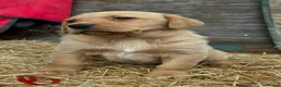 Labrador Retriever dogs for sale: Fox red Labrador puppies - Advert 3