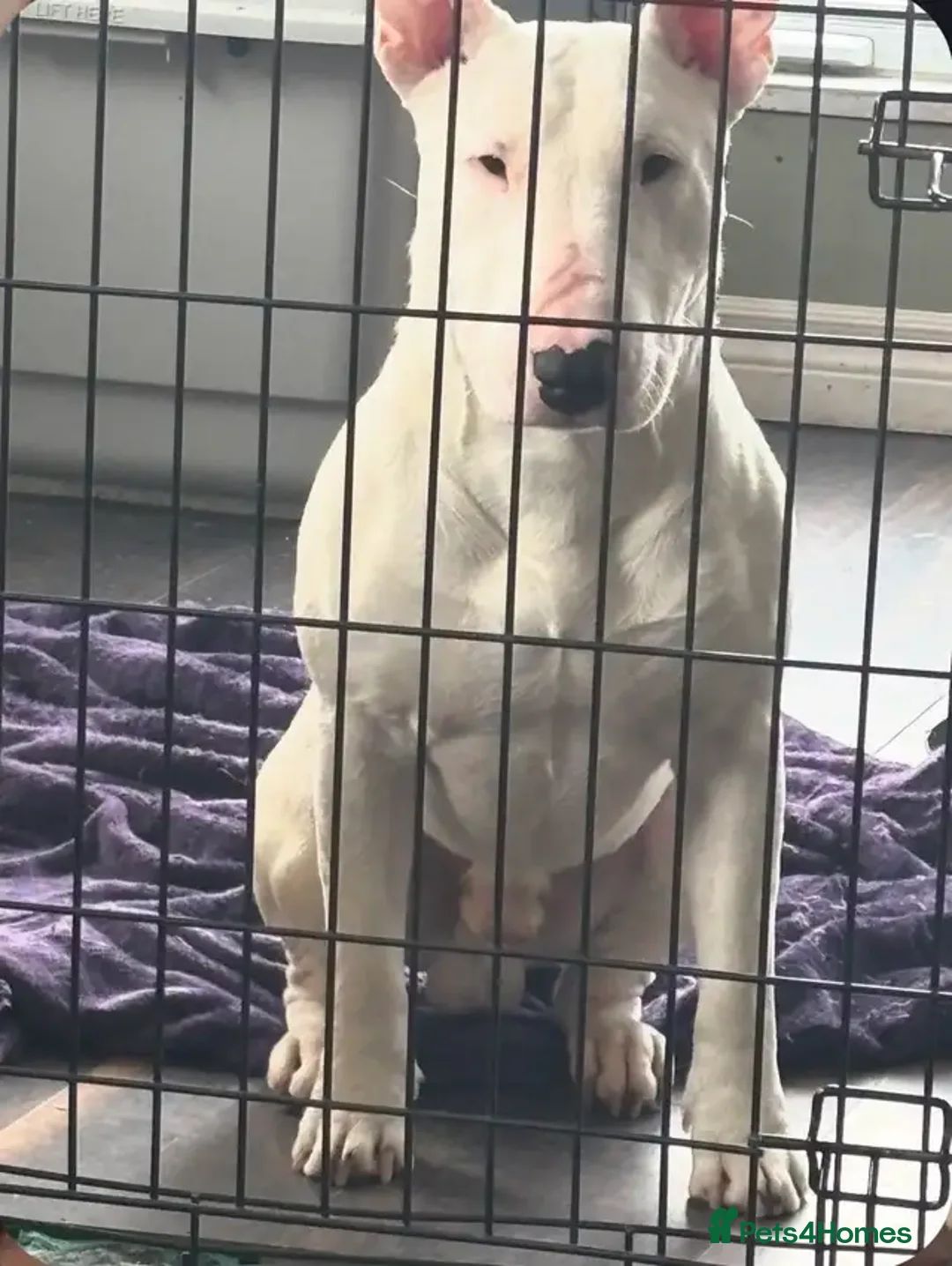 English Bull Terrier dogs for sale: KC Registered English Bull Terrier Puppies  - Advert 10