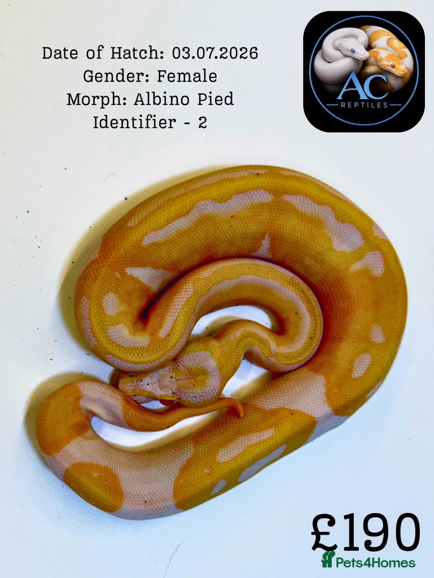 Python Snake reptiles for sale: Ball Pythons for Sale - Advert 2