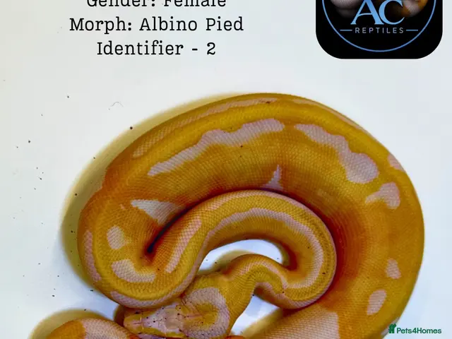 Python Snake reptiles for sale: Ball Pythons for Sale - Advert 2