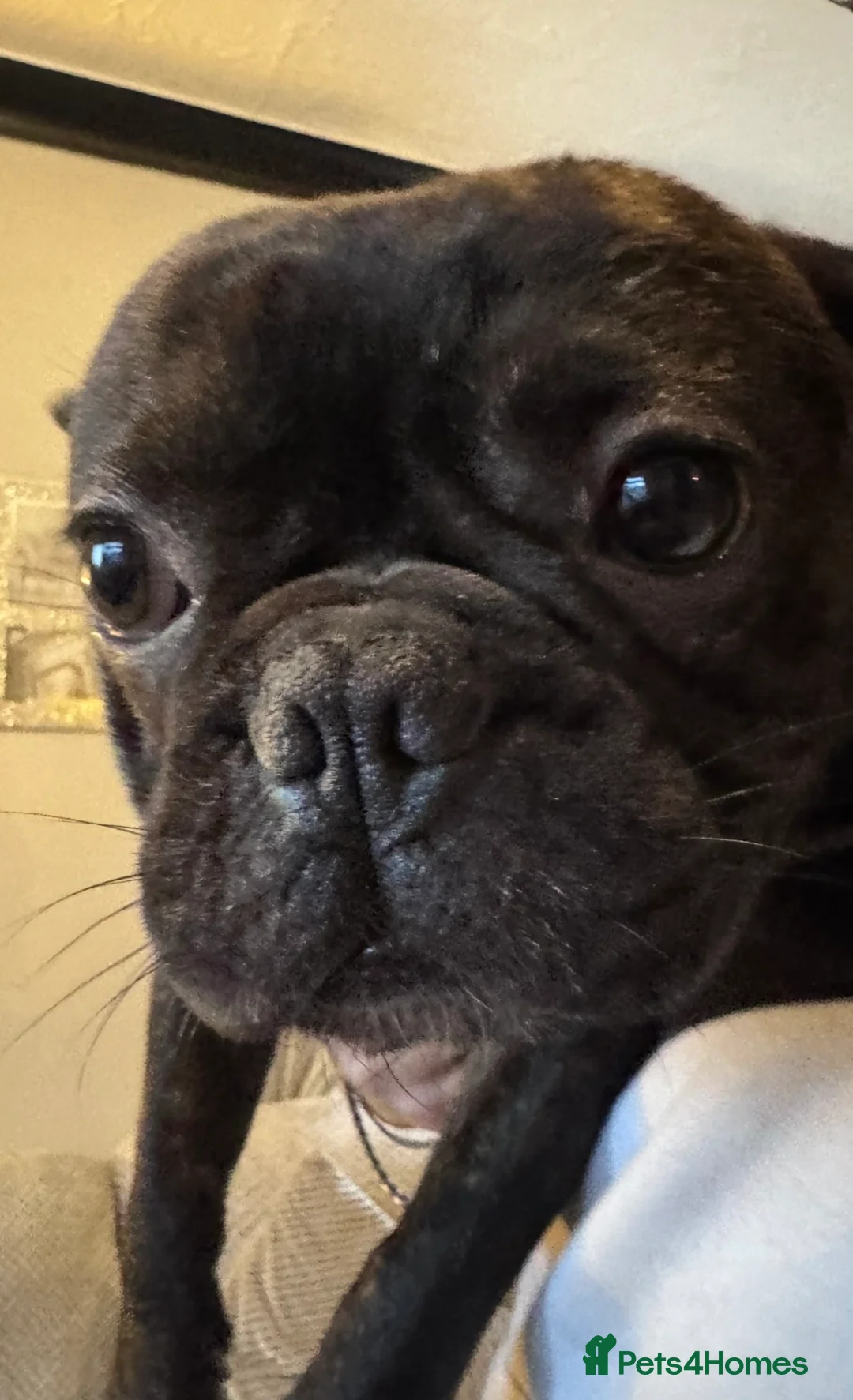 French Bulldog dogs for sale: French bulldog  - Advert 3