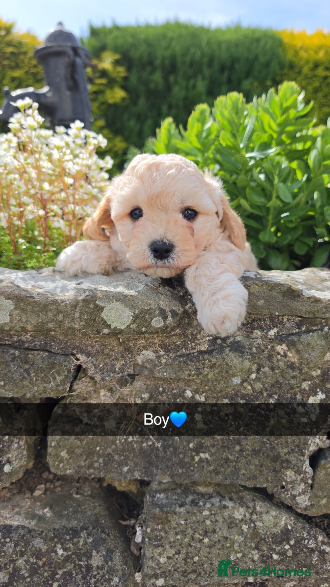 Cavapoochon dogs 1 Beautiful Cavapoochon Boy left💙 - Advert 2