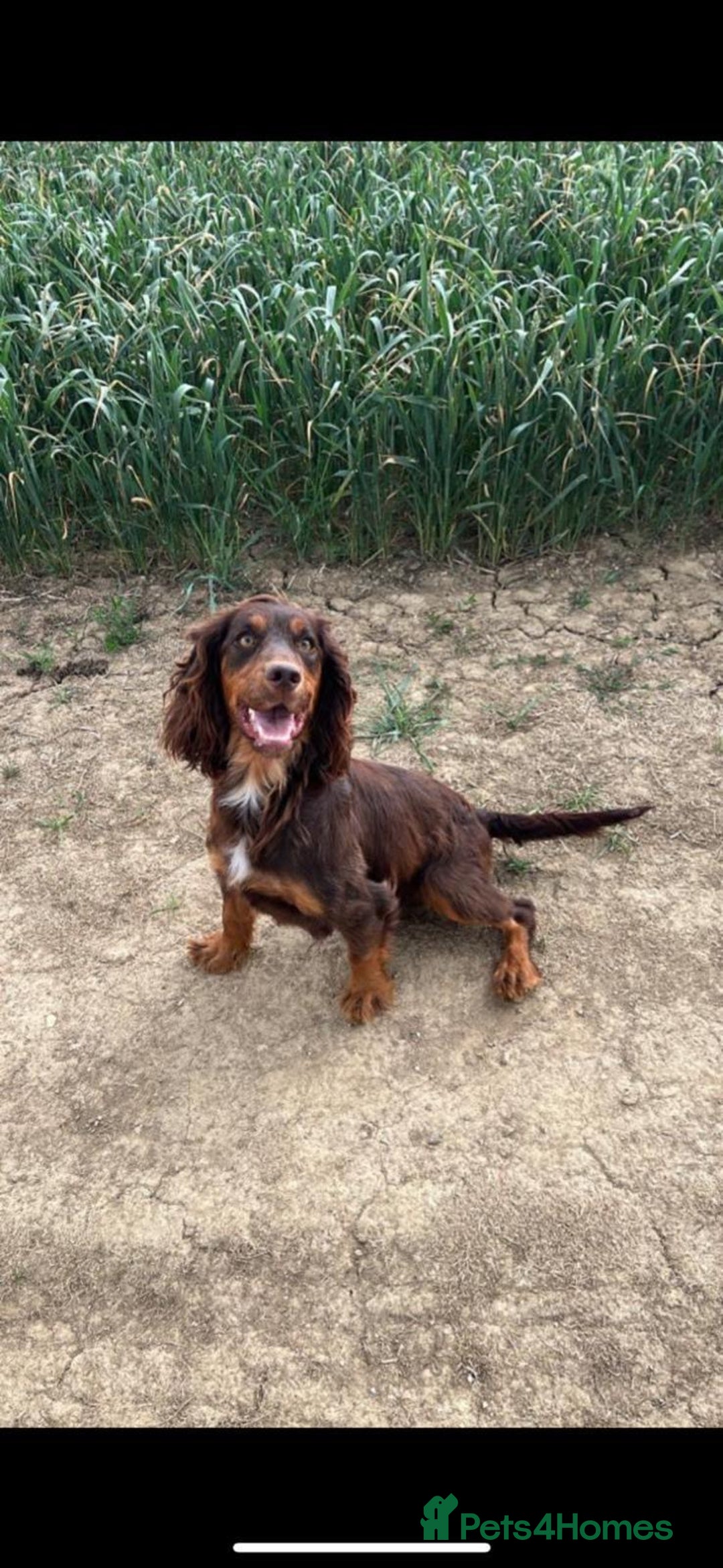 Cocker Spaniel dogs for sale: Chocolate cocker spaniel puppies ❤️ - Advert 10