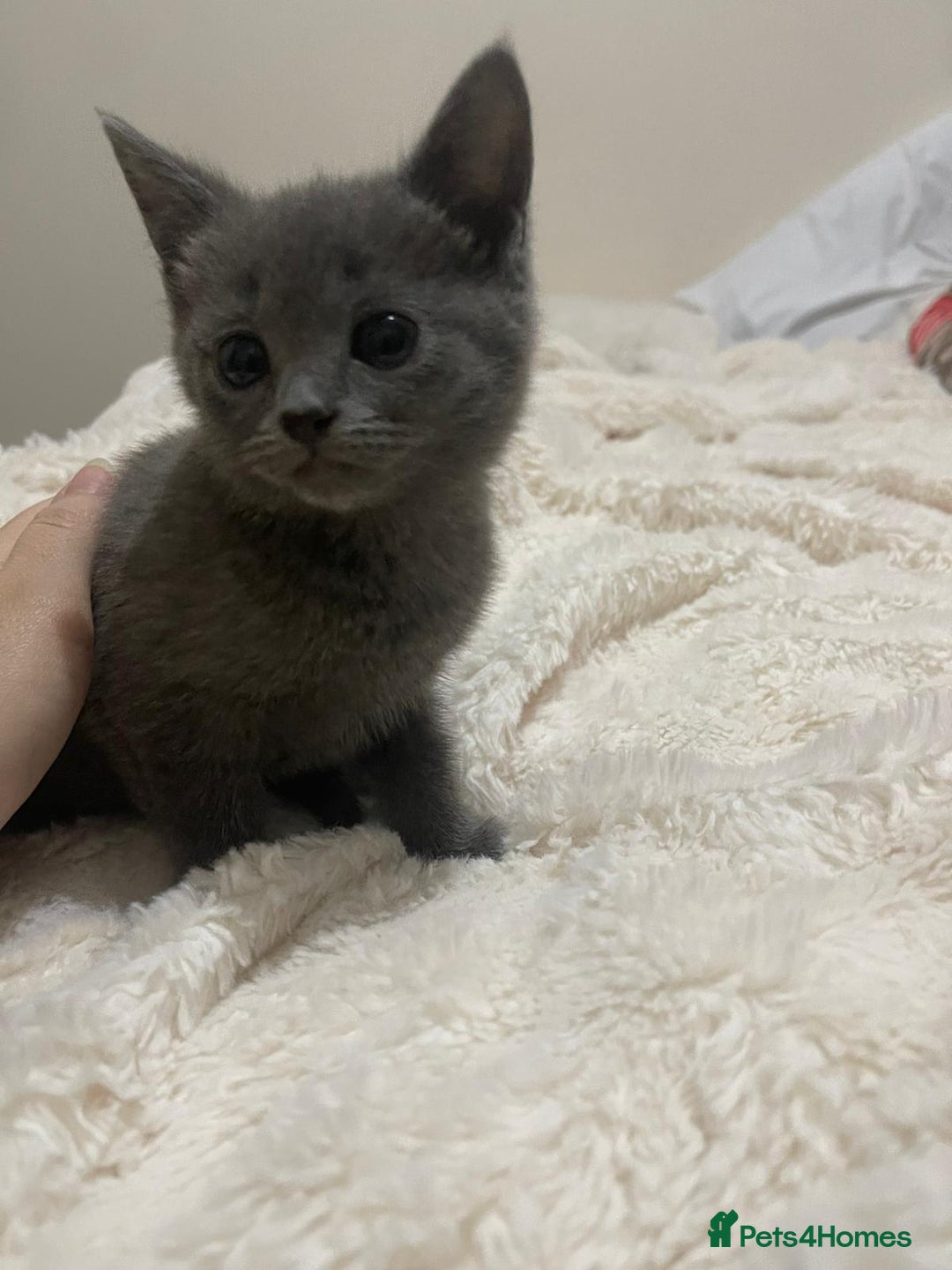 British Shorthair cats for sale: Cute British X kittens - Advert 5