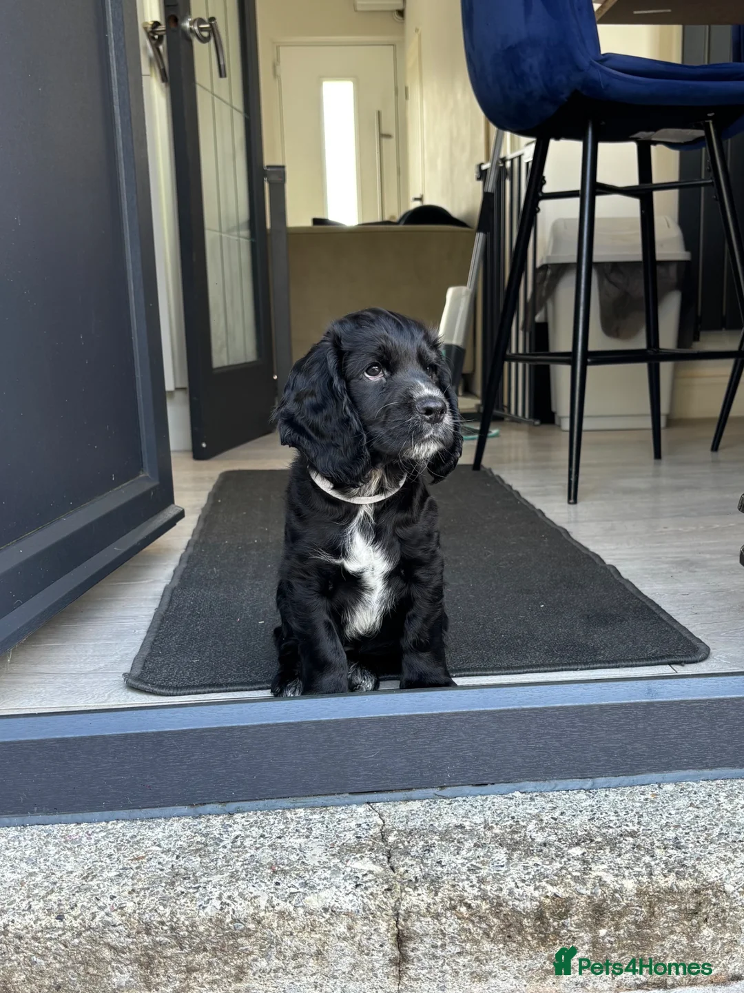 Cocker Spaniel dogs for sale: 11 week old working cocker pup - Advert 2