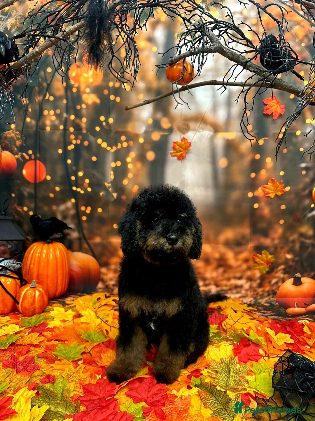 Cavapoo dogs for sale: Loving home - Advert 1