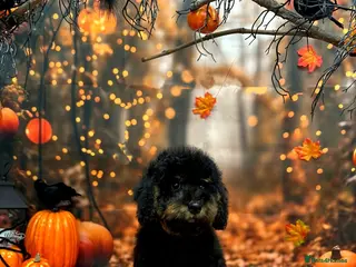 Cavapoo dogs Loving home - Advert 1