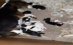 Jack Russell dogs for sale: Jack russell puppy's  - Image 8