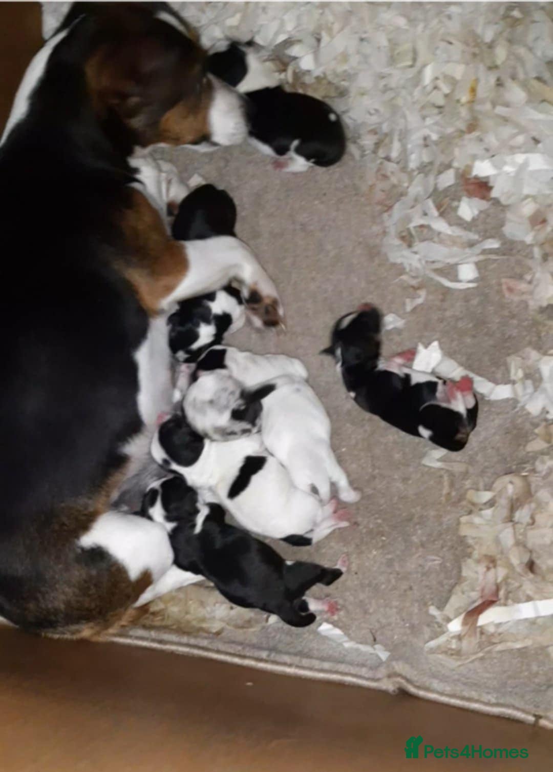 Jack Russell dogs for sale: Jack russell puppy's  - Image 8