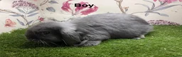 Mini Lop rabbits for sale: Mini lop male and female rabbits  - Advert 7