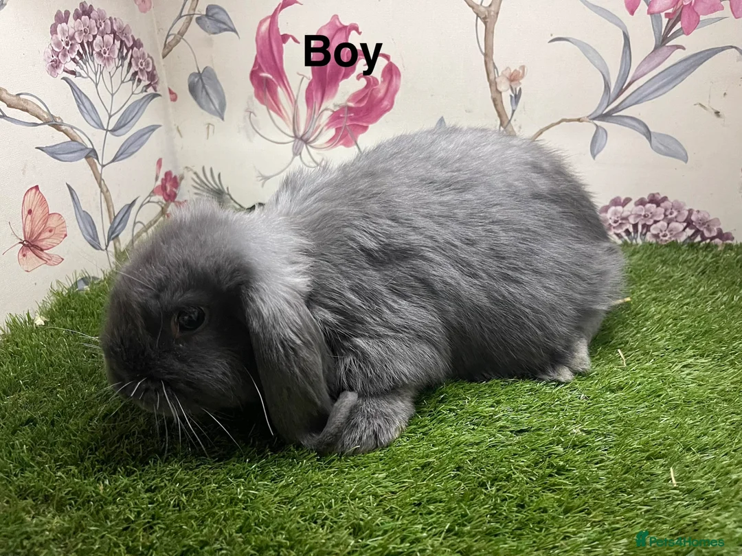 Mini Lop rabbits for sale: Mini lop male and female rabbits  - Advert 7