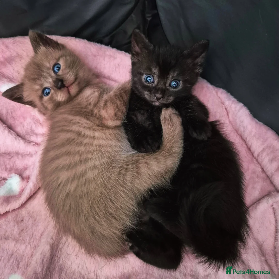 Mixed Breed cats for sale: Kittens 2 gorgeous girls  - Advert 6