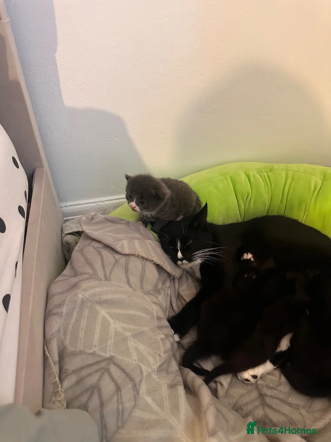 Mixed Breed cats for sale: Lovely boy  - Advert 2