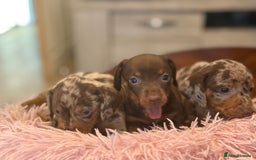 Miniature Dachshund dogs for sale: Adorable miniature dachshund  - Image 2